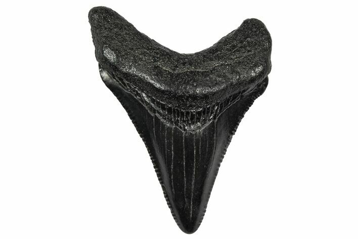 Juvenile Megalodon Tooth - South Carolina #340541